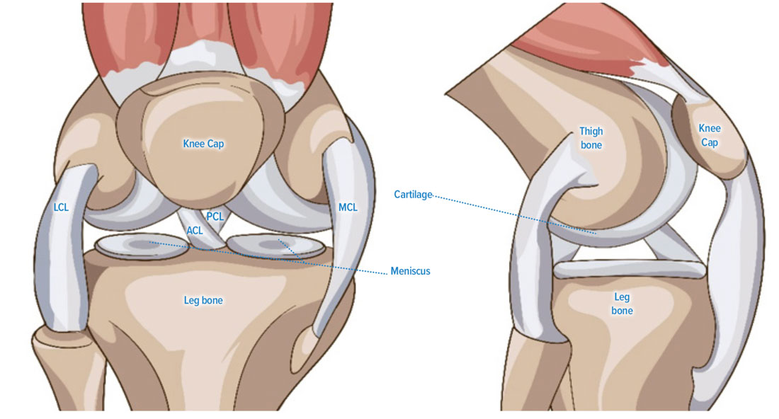 Knee Anatomy